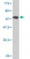 GABPA Antibody (monoclonal) (M03)