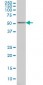 GABPA Antibody (monoclonal) (M03)