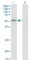 GABPA Antibody (monoclonal) (M03)