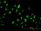 GABPA Antibody (monoclonal) (M04)