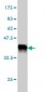 GABPA Antibody (monoclonal) (M04)