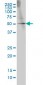 GABPA Antibody (monoclonal) (M04)