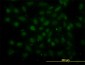 GABPA Antibody (monoclonal) (M05)