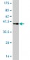 GABPA Antibody (monoclonal) (M05)