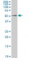 GABPA Antibody (monoclonal) (M05)