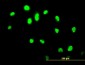 GABPA Antibody (monoclonal) (M06)