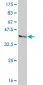 GABPA Antibody (monoclonal) (M06)