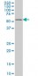 GABPA Antibody (monoclonal) (M06)