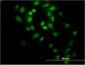 GABPA Antibody (monoclonal) (M07)