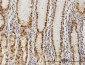 GABPA Antibody (monoclonal) (M07)