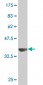 GABPA Antibody (monoclonal) (M07)