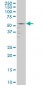 GABPA Antibody (monoclonal) (M07)