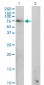 GAD1 Antibody (monoclonal) (M02)