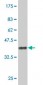 GADD45A Antibody (monoclonal) (M01)