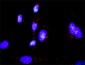 GADD45A Antibody (monoclonal) (M01)
