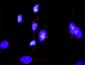 GADD45A Antibody (monoclonal) (M01)