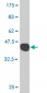 GADD45G Antibody (monoclonal) (M01)