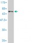 GALT Antibody (monoclonal) (M01)