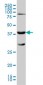 GALT Antibody (monoclonal) (M01)