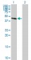 GALT Antibody (monoclonal) (M01)