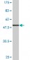 GAP43 Antibody (monoclonal) (M01)