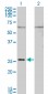 GAP43 Antibody (monoclonal) (M01)