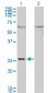 GAP43 Antibody (monoclonal) (M01)