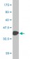 GAPDH Antibody (monoclonal) (M01)