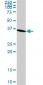 GAPDH Antibody (monoclonal) (M01)