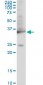 GAPDH Antibody (monoclonal) (M01)