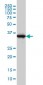 GAPDH Antibody (monoclonal) (M01)