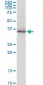 GAPDH Antibody (monoclonal) (M01)