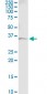 GAPDH Antibody (monoclonal) (M03)