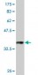GAPDH Antibody (monoclonal) (M03)