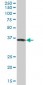 GAPDH Antibody (monoclonal) (M03)