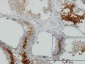 GAPDS Antibody (monoclonal) (M01)