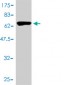 GAPDS Antibody (monoclonal) (M01)