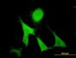 GAS2 Antibody (monoclonal) (M01)
