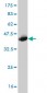 GAS2 Antibody (monoclonal) (M01)