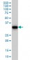 GAS2 Antibody (monoclonal) (M01)
