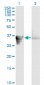 GAS2 Antibody (monoclonal) (M01)