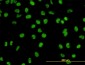 GATA2 Antibody (monoclonal) (M01)