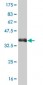 GATA2 Antibody (monoclonal) (M01)