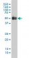 GATA2 Antibody (monoclonal) (M01)