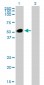 GATA2 Antibody (monoclonal) (M01)