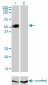 GATA2 Antibody (monoclonal) (M01)