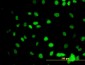 GATA2 Antibody (monoclonal) (M02)