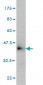 GATA2 Antibody (monoclonal) (M02)