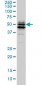 GATA2 Antibody (monoclonal) (M02)