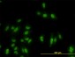 GATA2 Antibody (monoclonal) (M03)